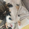kitten, calico, black_and_white_kitten, cat, feline, pet, cute, playful, fluffy, paw, pink_paw, belly, lying_down, blanket, cushion, soft, indoor, closeup, animal, resting