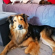 Guizmo participe au concours pour gagner de l'argent avec cette photo : animal, bed, cat, companion, couch, cozy, dog, domestic, fan, floor, fur, furniture, household, indoor, living_room, pet, pillow, relaxing, resting, wooden_floor