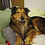 animal, black, blanket, brown, comfort, couch, cozy, dog, ears, face, fur, indoors, long_hair, lying_down, nose, paw, pet, pillow, relaxed, resting