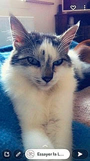 Osiris participe au concours pour gagner de l'argent avec cette photo : carnivore, cat, domestic_short_haired_cat, ear, electric_blue, felidae, fur, meteorological_phenomenon, sky, small_to_medium_sized_cats, snout, terrestrial_animal, whiskers, wildlife, window