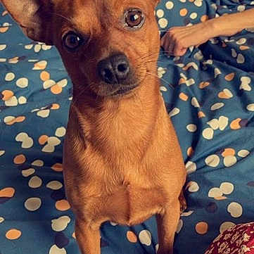 Junior