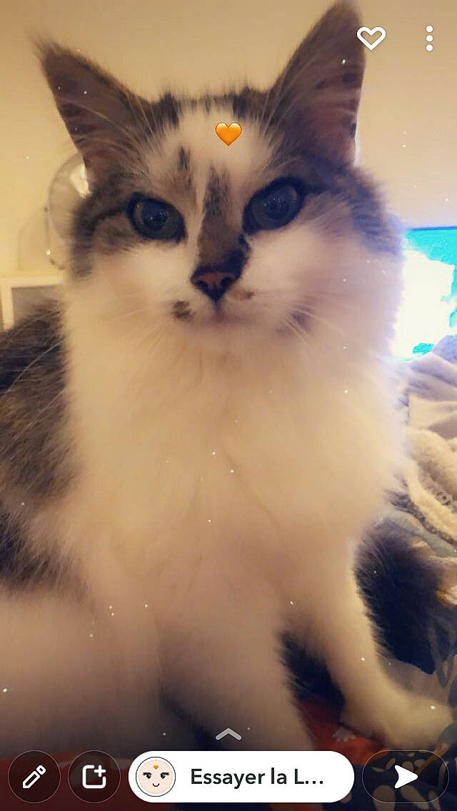 Osiris participe au concours pour gagner de l'argent avec cette photo : carnivore, cat, domestic_short_haired_cat, door, eye, felidae, fur, head, iris, paw, plant, small_to_medium_sized_cats, snout, tail, tree, whiskers, window, windshield