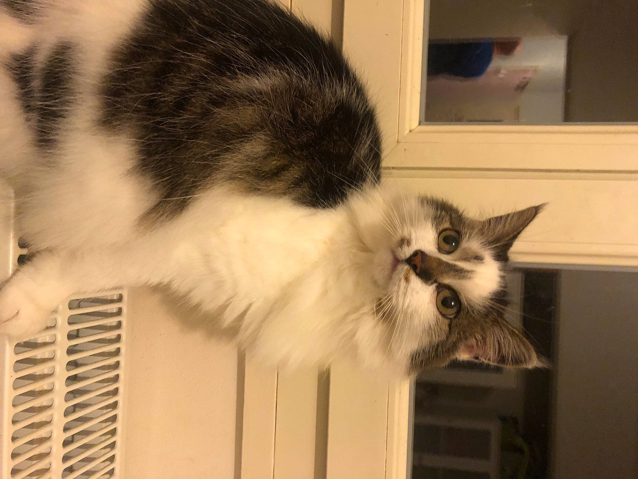 Osiris participe au concours pour gagner de l'argent avec cette photo : animal_shelter, carnivore, cat, comfort, domestic_short_haired_cat, felidae, fur, monochrome, monochrome_photography, paw, room, shelf, small_to_medium_sized_cats, snout, tail, whiskers, wood