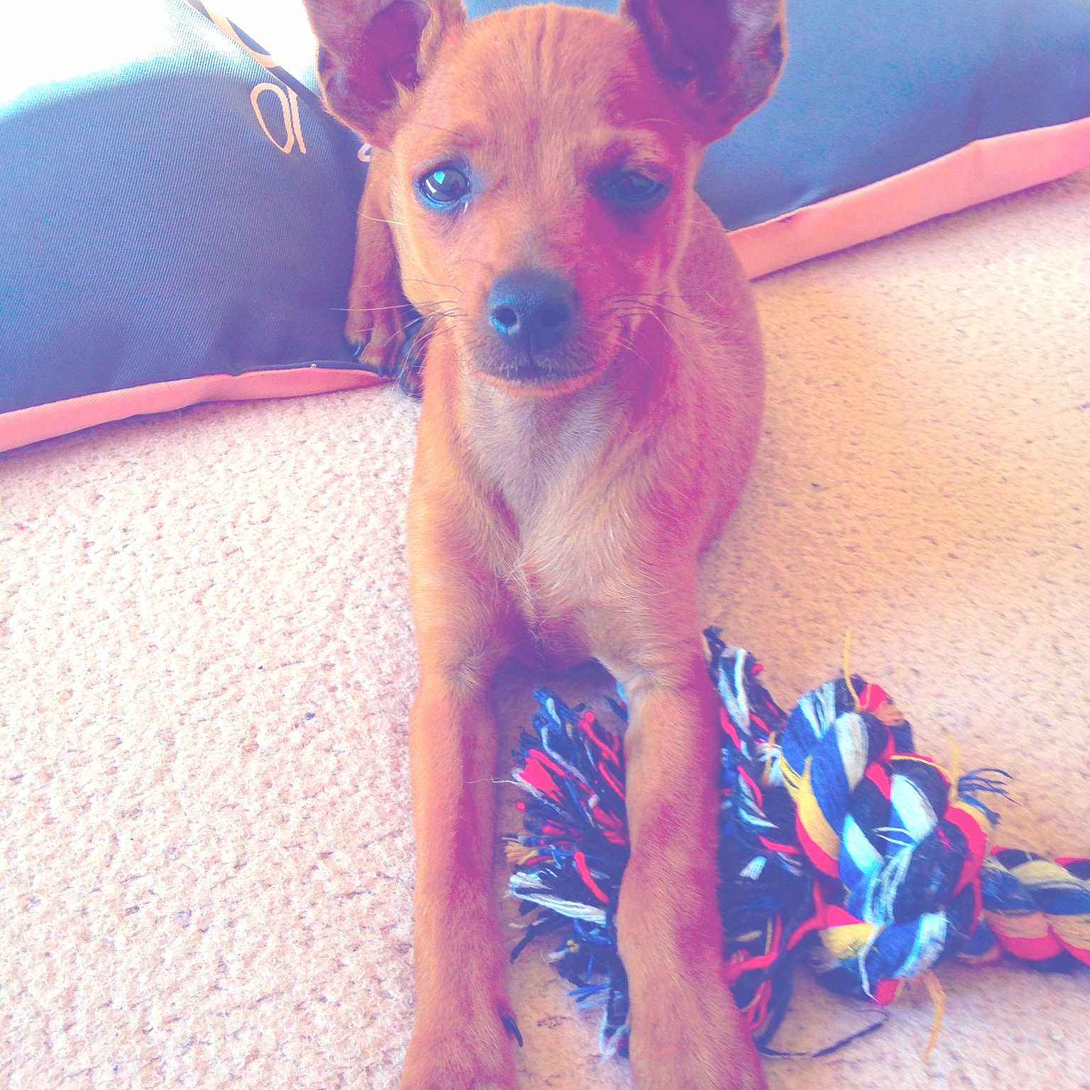 Junior