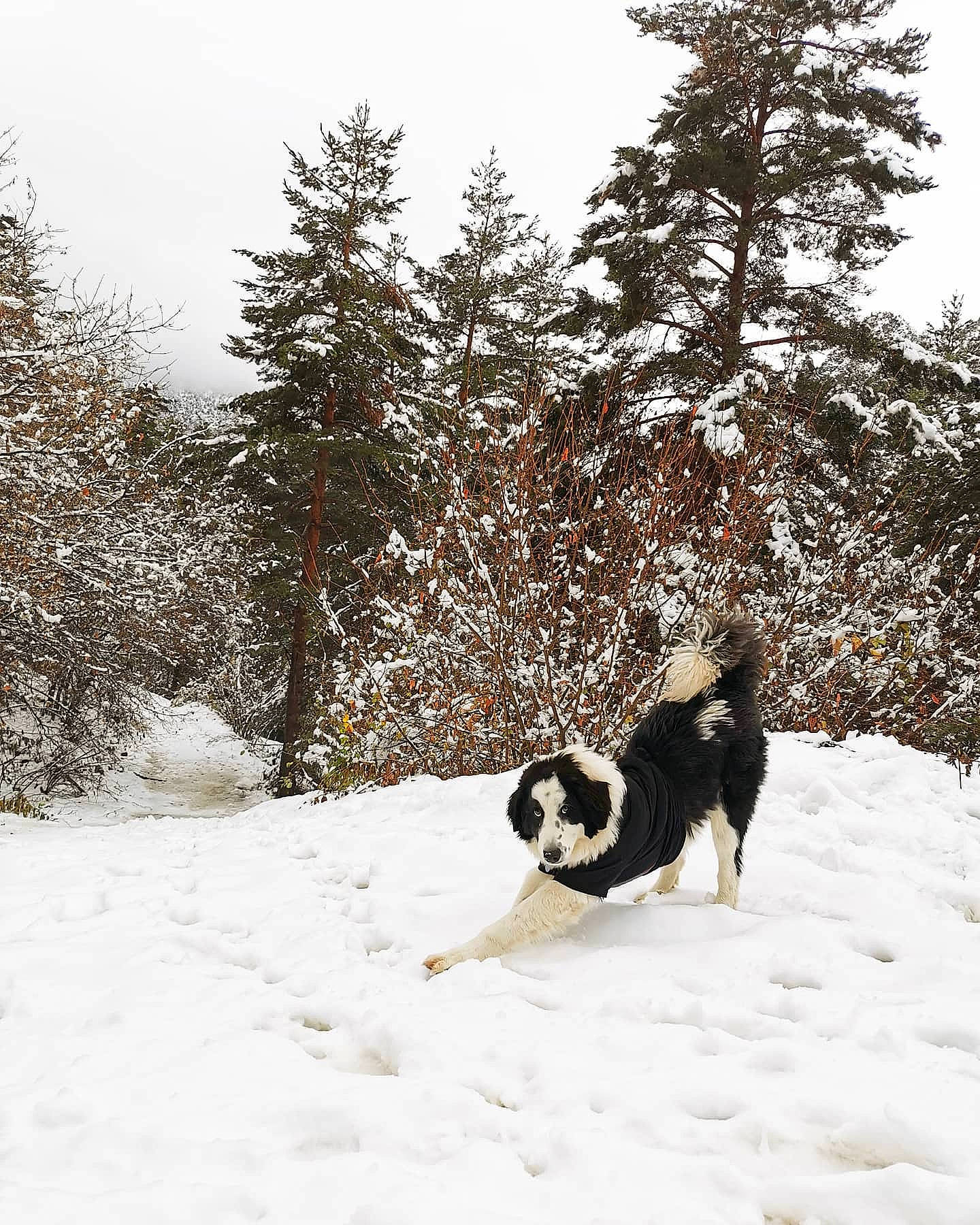 Loupio a rejoint le concours — aidez-le/la à gagner de superbes lots ! canidae, carnivore, companion_dog, conifer, dog, dog_breed, event, freezing, fur, plant, playing_in_the_snow, recreation, sky, slope, snow, sporting_group, tail, tree, walking, winter
