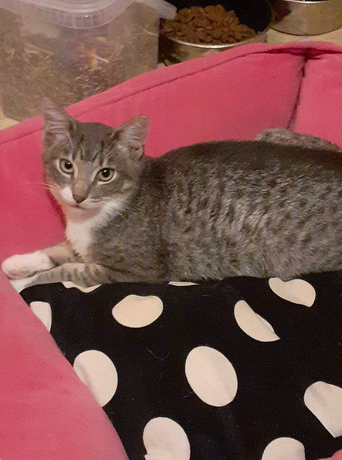 Rubi a rejoint le concours — aidez-le/la à gagner de superbes lots ! box, carnivore, cat, cat_supply, comfort, domestic_short_haired_cat, felidae, fur, linens, pattern, paw, sitting, small_to_medium_sized_cats, snout, tail, terrestrial_animal, whiskers