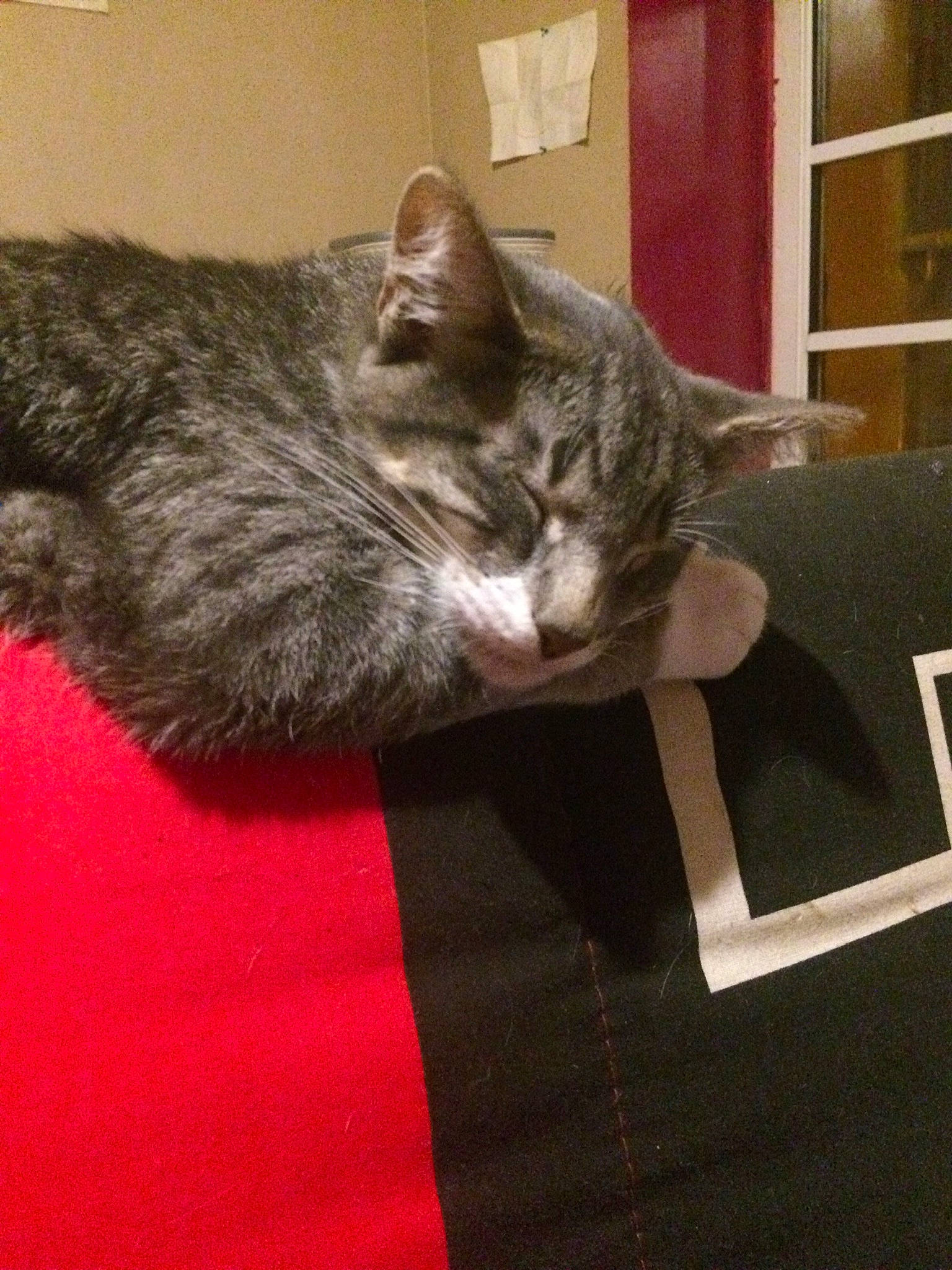 Rubi a rejoint le concours — aidez-le/la à gagner de superbes lots ! carnivore, cat, cat_supply, chartreux, claw, comfort, domestic_short_haired_cat, felidae, fur, grey, nap, paw, small_to_medium_sized_cats, snout, tail, whiskers