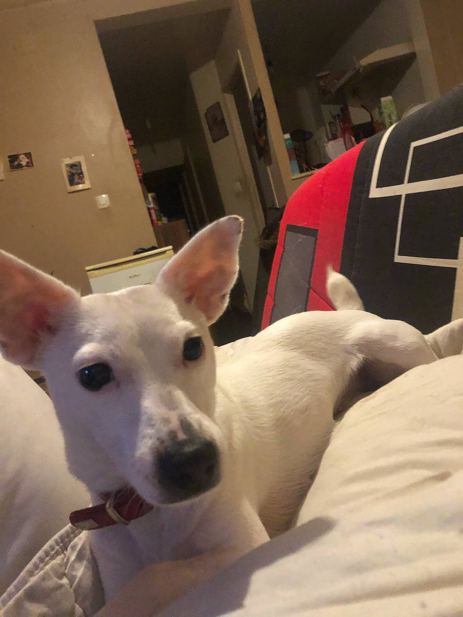 Clochette participe au concours pour gagner de l'argent avec cette photo : bull_terrier, bull_terrier_miniature, canidae, carnivore, collar, comfort, companion_dog, dog, dog_breed, ear, eye, fawn, non_sporting_group, old_english_terrier, sporting_group, terrestrial_animal, whiskers, working_animal