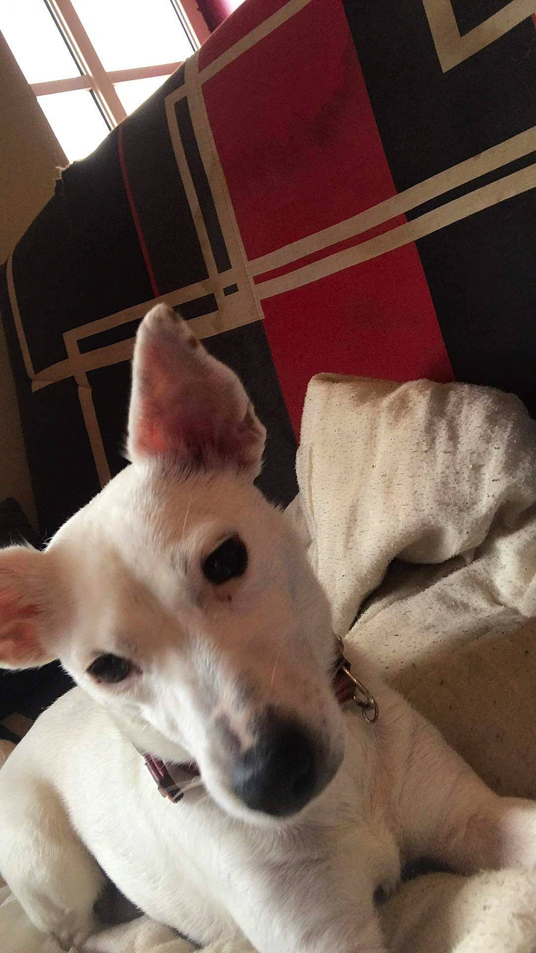 Clochette a rejoint le concours — aidez-le/la à gagner de superbes lots ! ancient_dog_breeds, canidae, carnivore, collar, comfort, companion_dog, dog, dog_breed, ear, fawn, flooring, fur, giant_dog_breed, paw, sighthound, sporting_group, tail, terrestrial_animal, whiskers, working_animal