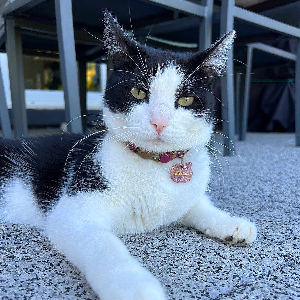 Kira a rejoint le concours — aidez-le/la à gagner de superbes lots ! abyssinian, accessories, angora, animal, architecture, bodypart, cat, chair, collar, furniture, hardwood, indoors, kitten, manx, mouth, person, pet, strap, white, wood
