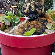 Precieuse a rejoint le concours — aidez-le/la à gagner de superbes lots ! animal, calico_cat, cat, closeup, curious, ears, feline, flowerpot, fur, garden, greenery, leaf, leaves, nature, outdoor, pet, plant, red_pot, sitting, whiskers