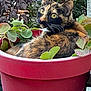 animal, calico_cat, cat, closeup, curious, ears, feline, flowerpot, fur, garden, greenery, leaf, leaves, nature, outdoor, pet, plant, red_pot, sitting, whiskers