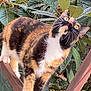 animal, branch, calico_cat, cat, close_up, curious, daylight, ears, feline, foliage, fur_pattern, greenery, nature, outdoor, paws, pet, tree, whiskers, wide_eyes, wooden_railing