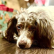 Rosie Grace is registered to the contest to win money with this photo: dog, spaniel, pet, canine, portrait, close_up, lying_down, sleepy, sad_expression, long_ears, floppy_ears, brown_and_white, fur, nose, eyes, indoor, floor, wood_texture, shallow_depth_of_field, relaxed