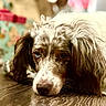 dog, spaniel, pet, canine, portrait, close_up, lying_down, sleepy, sad_expression, long_ears, floppy_ears, brown_and_white, fur, nose, eyes, indoor, floor, wood_texture, shallow_depth_of_field, relaxed