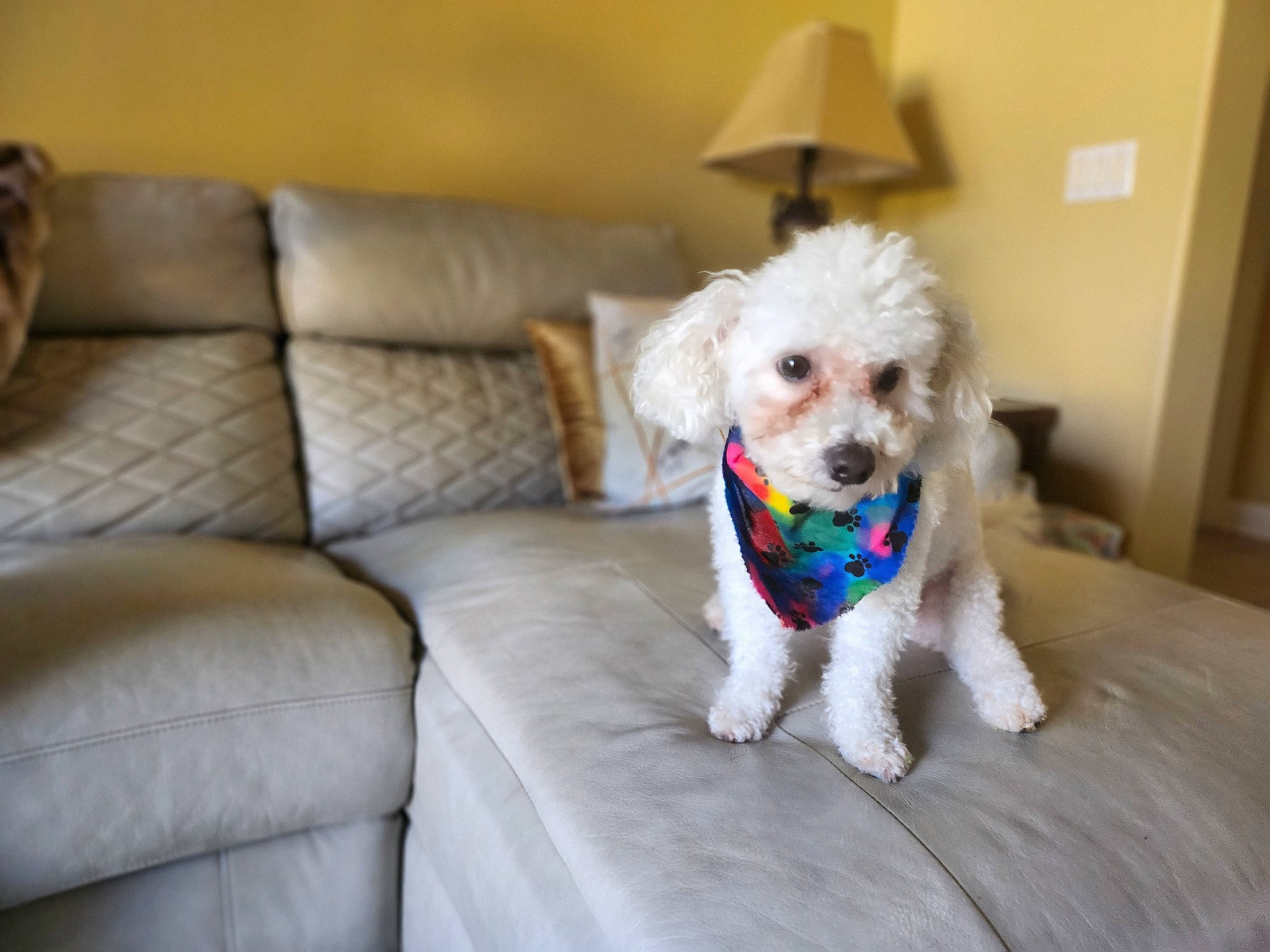 Romeo is registered to the contest to win money with this photo: carnivore, chair, cockapoo, comfort, companion_dog, couch, dog, dog_breed, dog_collar, dog_supply, flooring, fur, labradoodle, lamp, living_room, poodle, small_terrier, terrier, toy_dog, water_dog