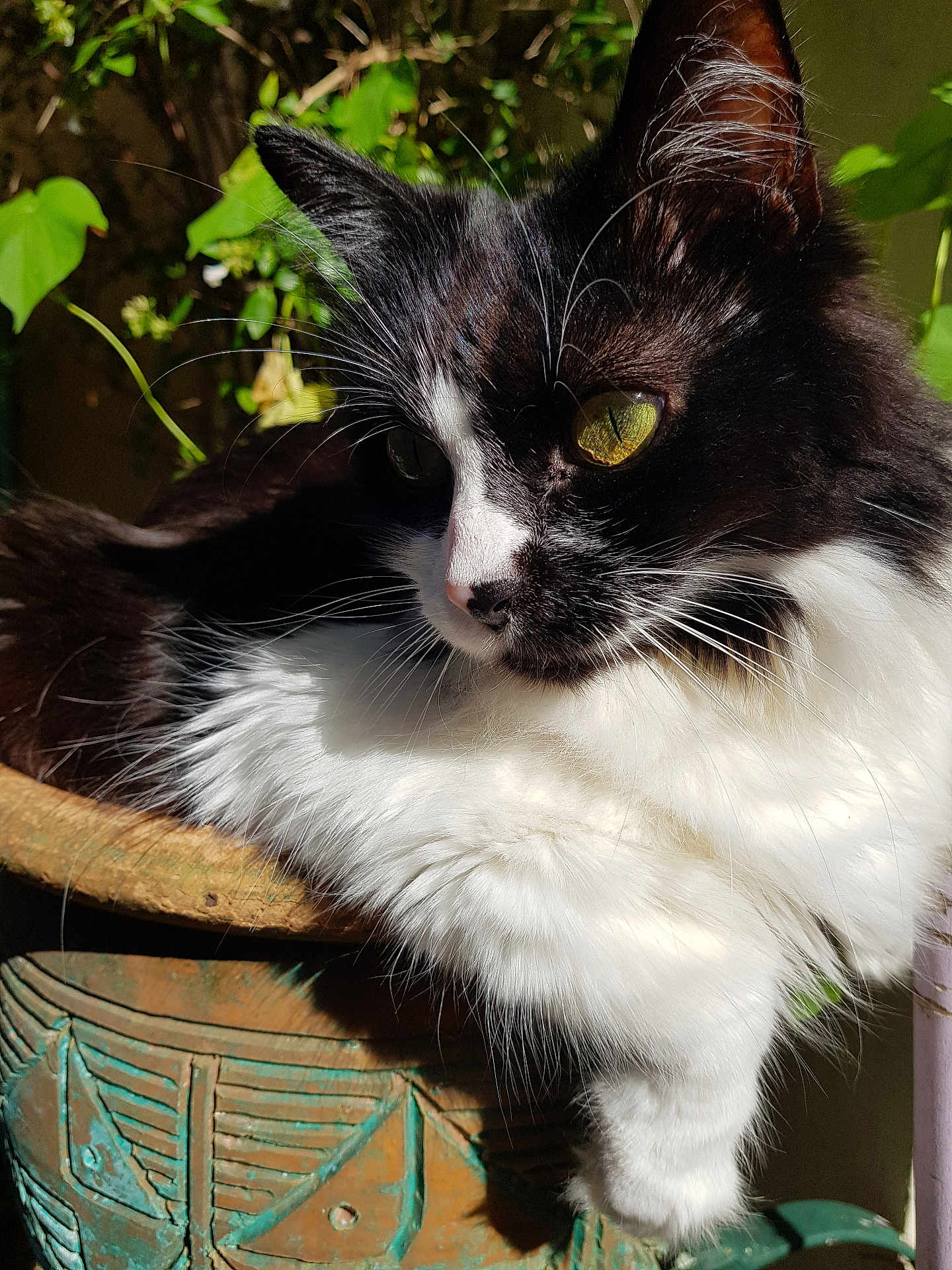 Pépita a rejoint le concours — aidez-le/la à gagner de superbes lots ! cat, black_and_white, fluffy, plant_pot, sunlight, outdoor, greenery, whiskers, relaxed, close_up, yellow_eyes, pet, feline, nature, domestic_animal, fur, resting, portrait, shadow, leaf