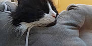 Pépita a rejoint le concours — aidez-le/la à gagner de superbes lots ! cat, black_and_white, fluffy, cushion, resting, sleepy, pet, indoors, cozy, fur, whiskers, ear, nose, soft, relaxed, animal, household, window, fabric, comfort