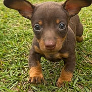 Cash is registered to the contest to win money with this photo: puppy, dog, grass, outdoor, cute, animal, pet, young, ears, brown, small, nature, closeup, adorable, mammal, walking, playful, face, fur, eyes