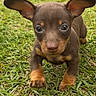puppy, dog, grass, outdoor, cute, animal, pet, young, ears, brown, small, nature, closeup, adorable, mammal, walking, playful, face, fur, eyes