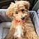 Alf