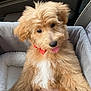 puppy, dog, fluffy, bow_tie, pet_bed, cute, tongue_out, brown_fur, white_chest, indoor, cozy, soft, adorable, animal, pet, young_dog, furry, face, ears, sitting