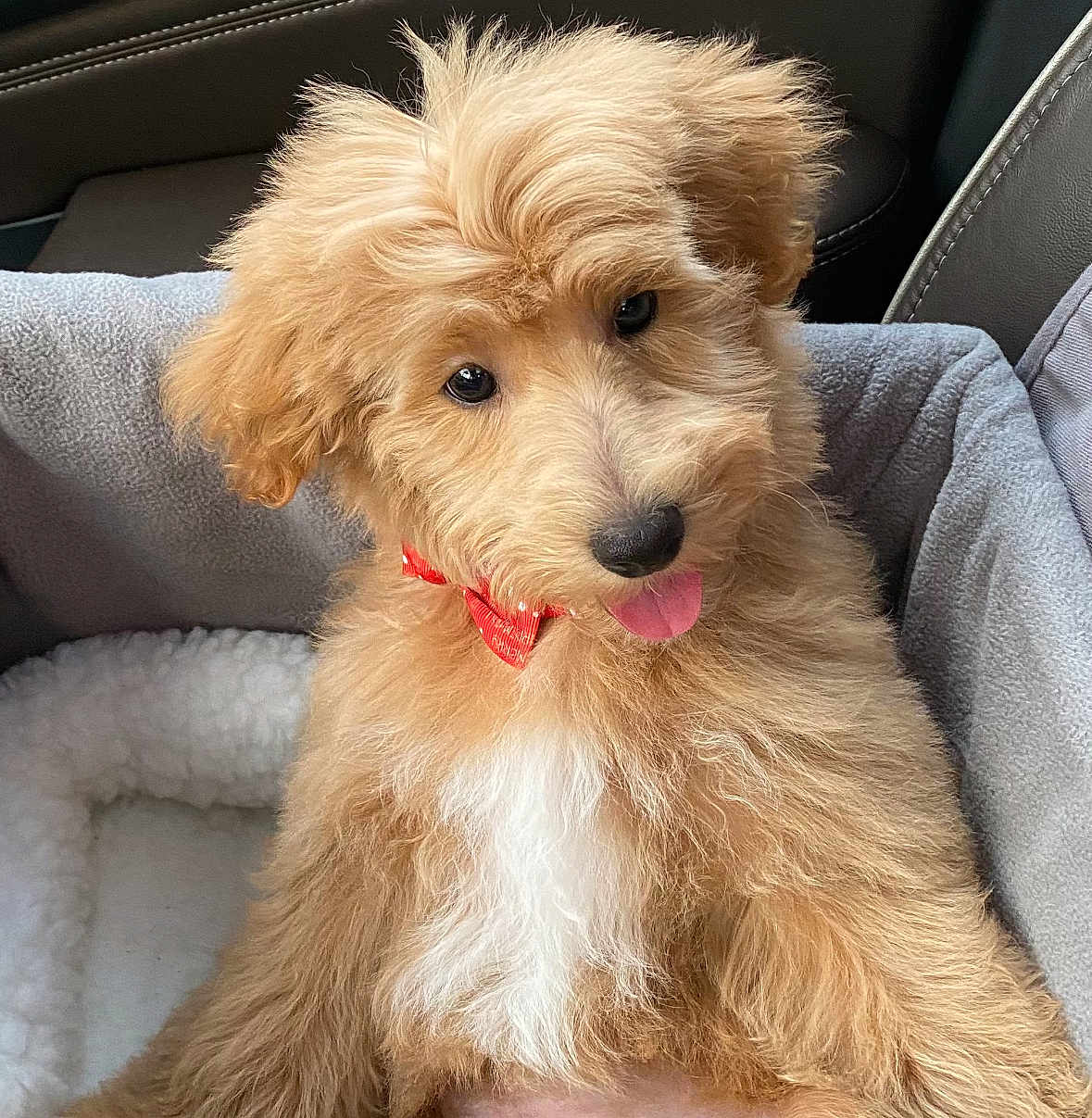Alf