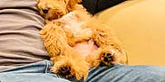 Kona is registered to the contest to win money with this photo: puppy, dog, person, lap, sweater, jeans, indoor, couch, furniture, relaxing, fluffy, brown, beige, casual, smiling, seated, home, bottle, cozy, comfort