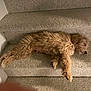 Kona is registered to the contest to win money with this photo: dog, puppy, sleeping, carpet, stairs, brown, fluffy, pet, indoors, cozy, resting, animal, cute, fur, relaxed, domestic, laying, quiet, calm, home