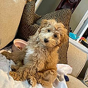 Kona joined the competition — help win amazing prizes! puppy, dog, pet, fluffy, curly_fur, couch, pillows, indoor, bowl, dog_food, toy, home_decor, curious, sitting, cozy, furniture, blanket, cute, animal, companion