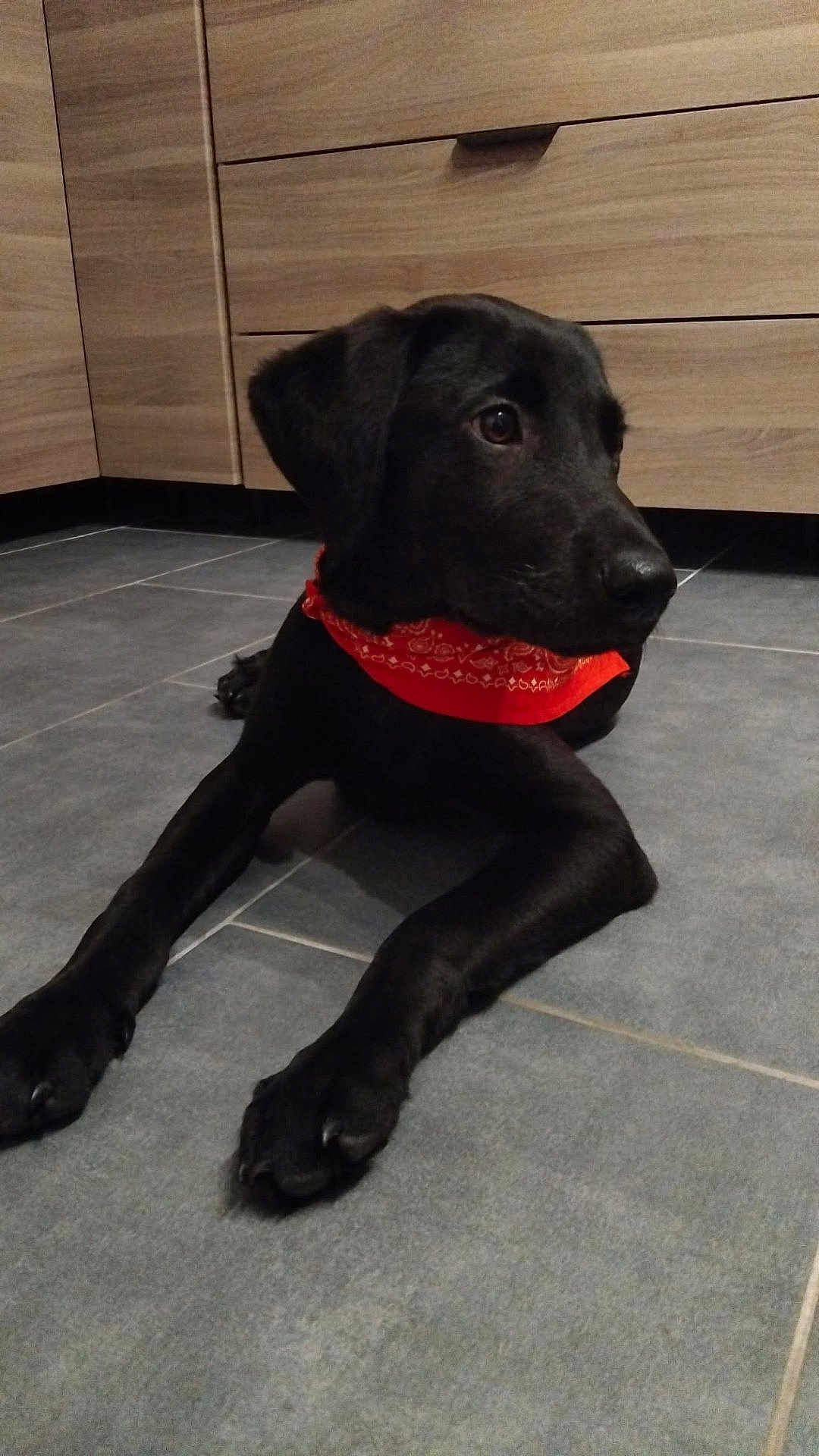 Atlas participe au concours pour gagner de l'argent avec cette photo : dog, black_dog, bandana, pet, animal, floor, tile_floor, kitchen, cabinet, indoor, laying_down, curious, young_dog, domestic_animal, canine, companion, resting, fur, side_view, cute