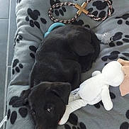 Atlas a rejoint le concours — aidez-le/la à gagner de superbes lots ! puppy, dog, black_dog, stuffed_toy, blanket, paw_prints, toy, indoor, pet_bed, floor_tiles, cute, sleepy, animal, domestic_animal, pet, young_dog, resting, cozy, soft_toy, playful