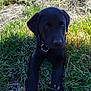 Atlas a rejoint le concours — aidez-le/la à gagner de superbes lots ! puppy, dog, black_dog, grass, outdoor, animal, pet, nature, young_dog, collar, canine, mammal, laying_down, field, sunlight, ears, nose, eyes, paw, daylight
