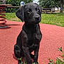 puppy, dog, black_dog, sitting, grass, flowers, playground, outdoor, nature, tree, bench, sky, cloudy_sky, cute, animal, pet, park, red_surface, greenery, young_dog