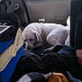 dog, white_dog, black_dog, car_interior, blanket, bag, road, window, travel, pet, animal, resting, cozy, transportation, seat, fur, curled_up, shadow, vehicle, road_trip