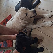 Rose Ares Thor participe au concours pour gagner de l'argent avec cette photo : dog, black_dog, white_dog, indoor, tile_floor, human_leg, shoe, petting, relaxing, red_rug, chair, casual, companion, flooring, animal, domestic, laying_down, paw, home, shadow