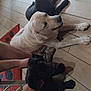 dog, black_dog, white_dog, indoor, tile_floor, human_leg, shoe, petting, relaxing, red_rug, chair, casual, companion, flooring, animal, domestic, laying_down, paw, home, shadow