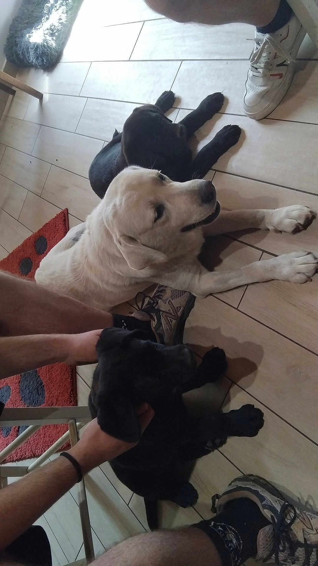 Rose Ares Thor