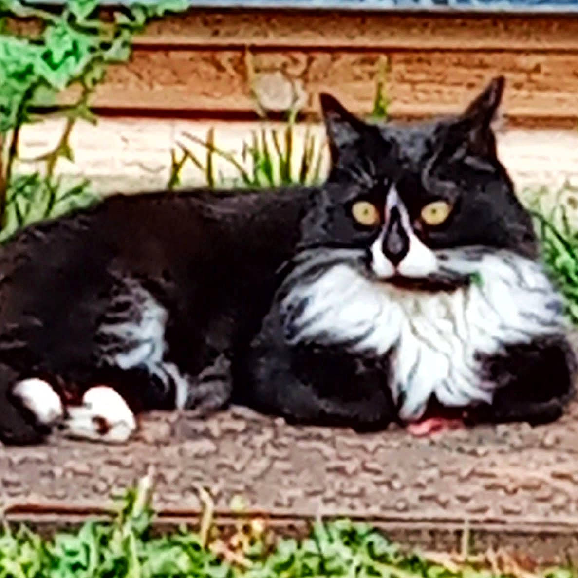 Nuggets a rejoint le concours — aidez-le/la à gagner de superbes lots ! art, black_cat, carnivore, cat, domestic_short_haired_cat, felidae, fur, grass, houseplant, illustration, paw, plant, sitting, small_to_medium_sized_cats, snout, soil, tail, terrestrial_animal, whiskers, window