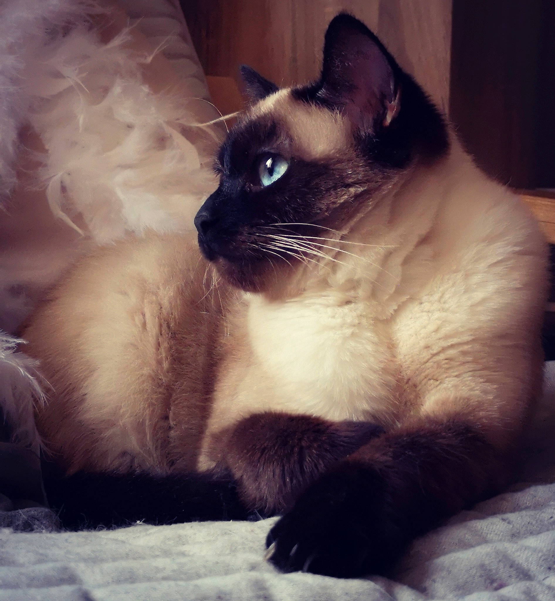 Winnie a rejoint le concours — aidez-le/la à gagner de superbes lots ! asian, balinese, birman, burmese, carnivore, cat, eye, felidae, head, himalayan, javanese, mammal, siamese, small_to_medium_sized_cats, snout, snowshoe, thai, tonkinese, vertebrate, whiskers