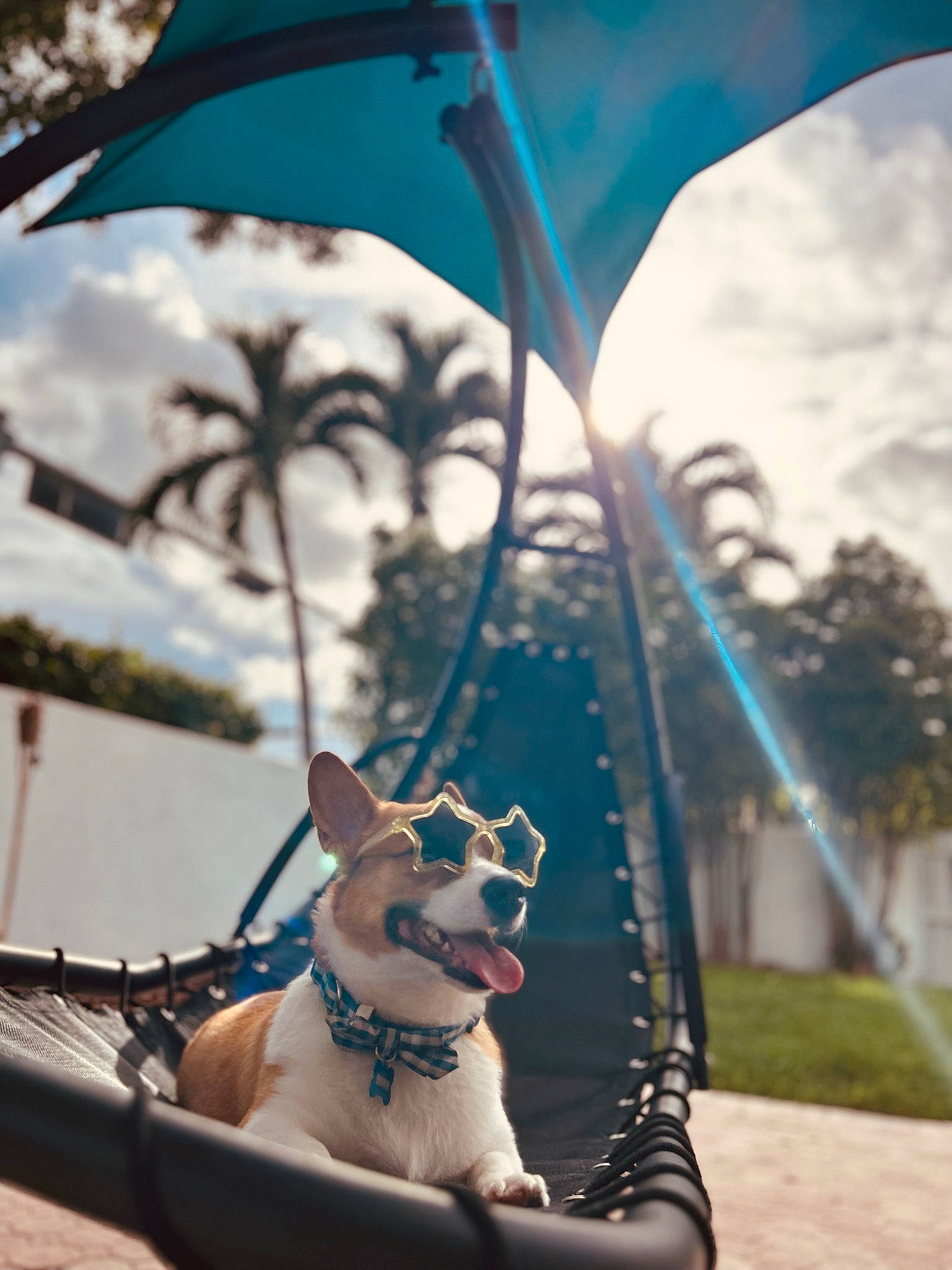 Bowie is registered to the contest to win money with this photo: blue, carnivore, cloud, collar, companion_dog, daytime, dog, dog_breed, dog_collar, electric_blue, fawn, lighting, morning, pet_supply, plant, shade, sky, snout, summer, tints_and_shades
