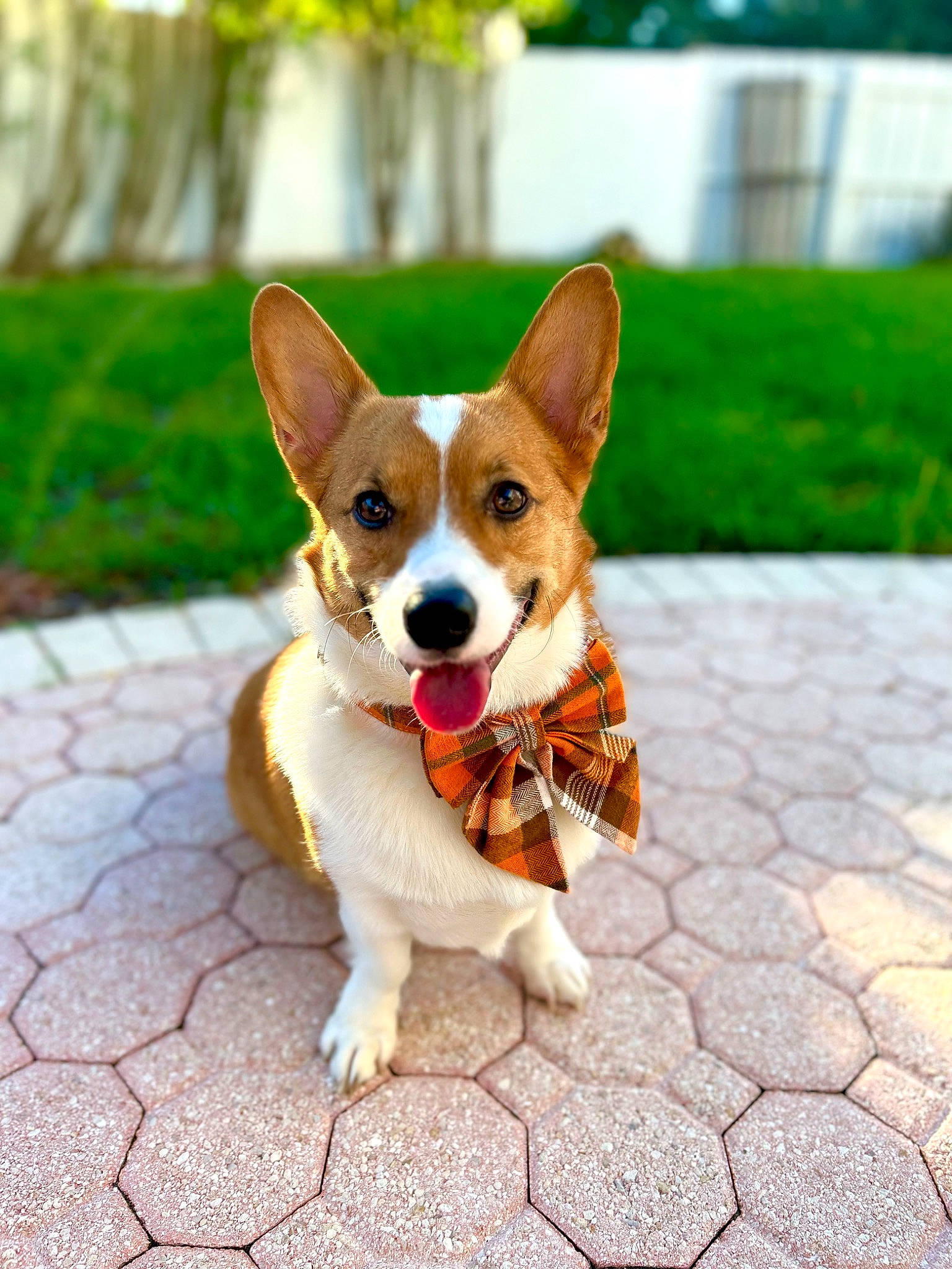 Bowie is registered to the contest to win money with this photo: canidae, carnivore, chihuahua, collar, companion_dog, dog, dog_breed, dog_supply, fawn, grass, plant, road_surface, russkiy_toy, snout, sporting_group, tail, toy, toy_dog, whiskers, wood
