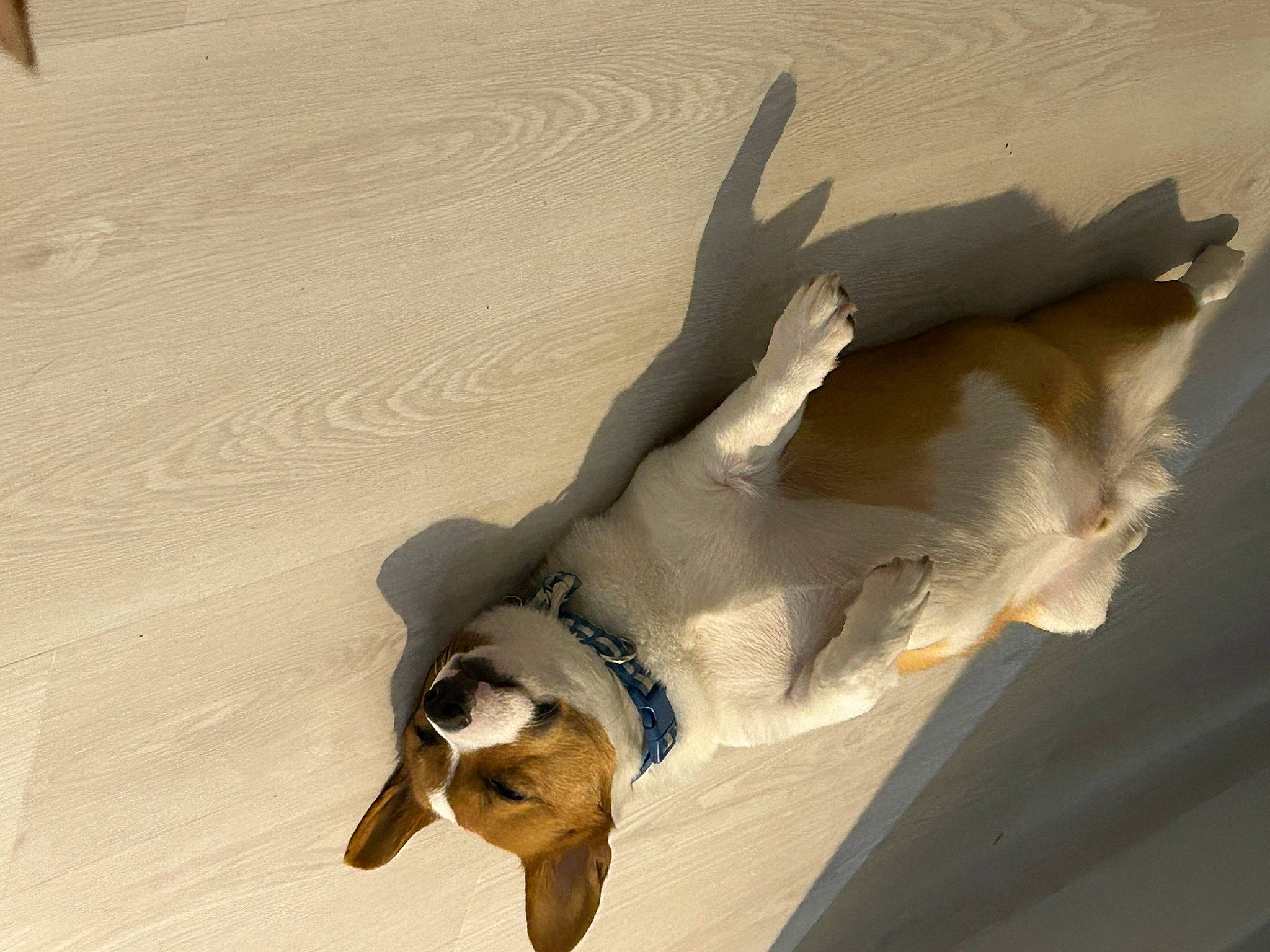 Bowie is registered to the contest to win money with this photo: art, canidae, carnivore, companion_dog, dog, dog_breed, fawn, gesture, jaw, landscape, sculpture, shadow, snout, sporting_group, tail, wildlife, wing, winter, wood, working_animal