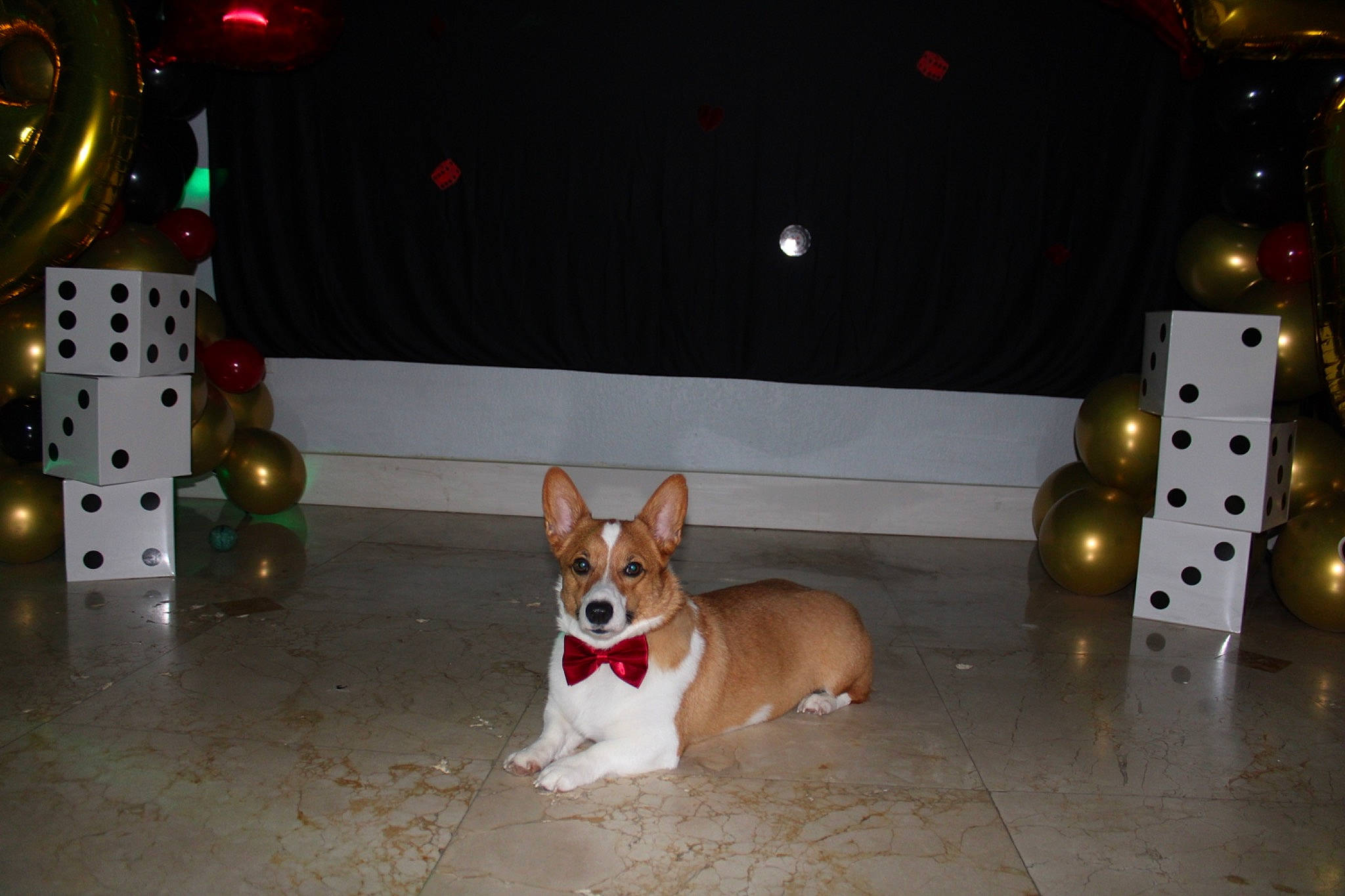 Bowie is registered to the contest to win money with this photo: carnivore, christmas, christmas_decoration, companion_dog, decoration, dog, dog_breed, dog_supply, event, fawn, flooring, house, lighting, room, sporting_group, tail, toy_dog, white, wood, working_animal