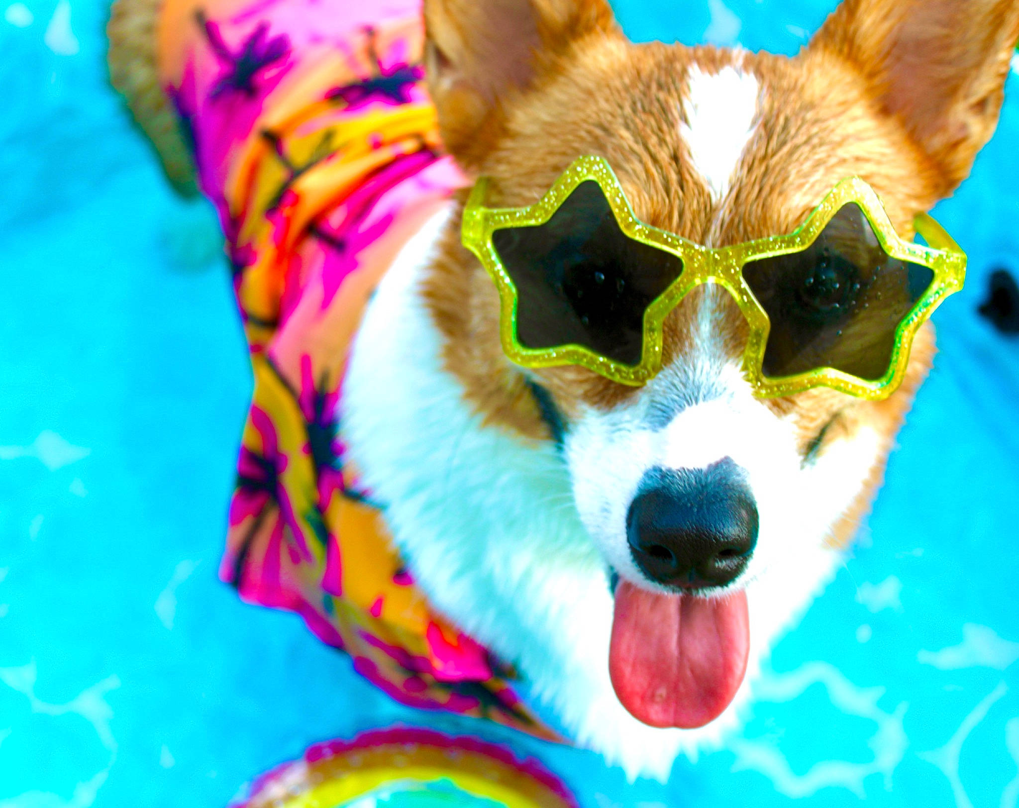 Bowie is registered to the contest to win money with this photo: art, canidae, carnivore, close_up, companion_dog, dog, dog_breed, dog_supply, eyewear, fang, fawn, felidae, fur, goggles, grass, small_to_medium_sized_cats, snout, sunglasses, vision_care, whiskers