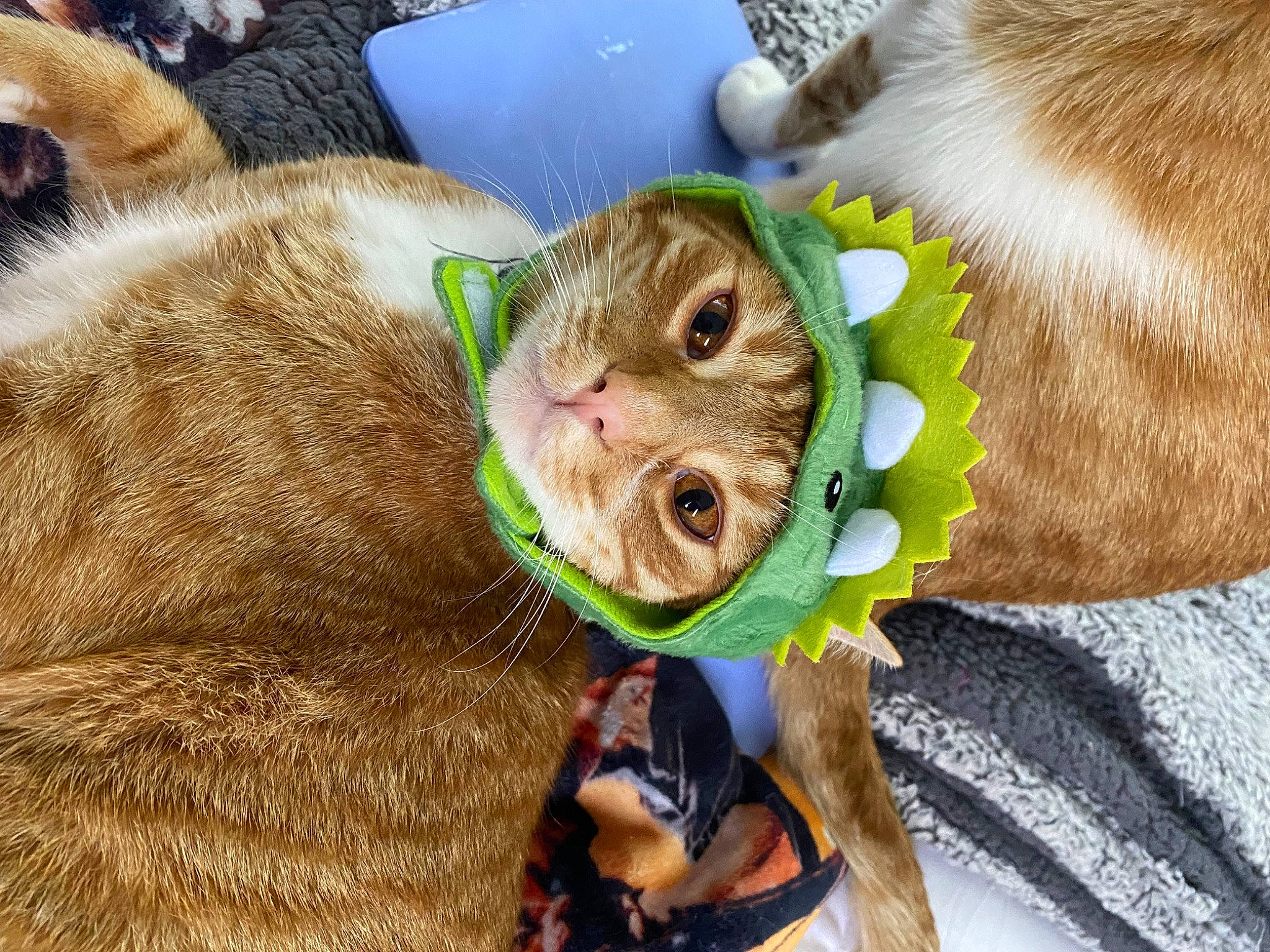 Simba is registered to the contest to win money with this photo: canidae, cat, domestic_short_haired_cat, fashion_accessory, fawn, felidae, fur, grass, organism, paw, plush, rodent, small_to_medium_sized_cats, snout, stuffed_toy, terrestrial_animal, toy, whiskers, wildlife