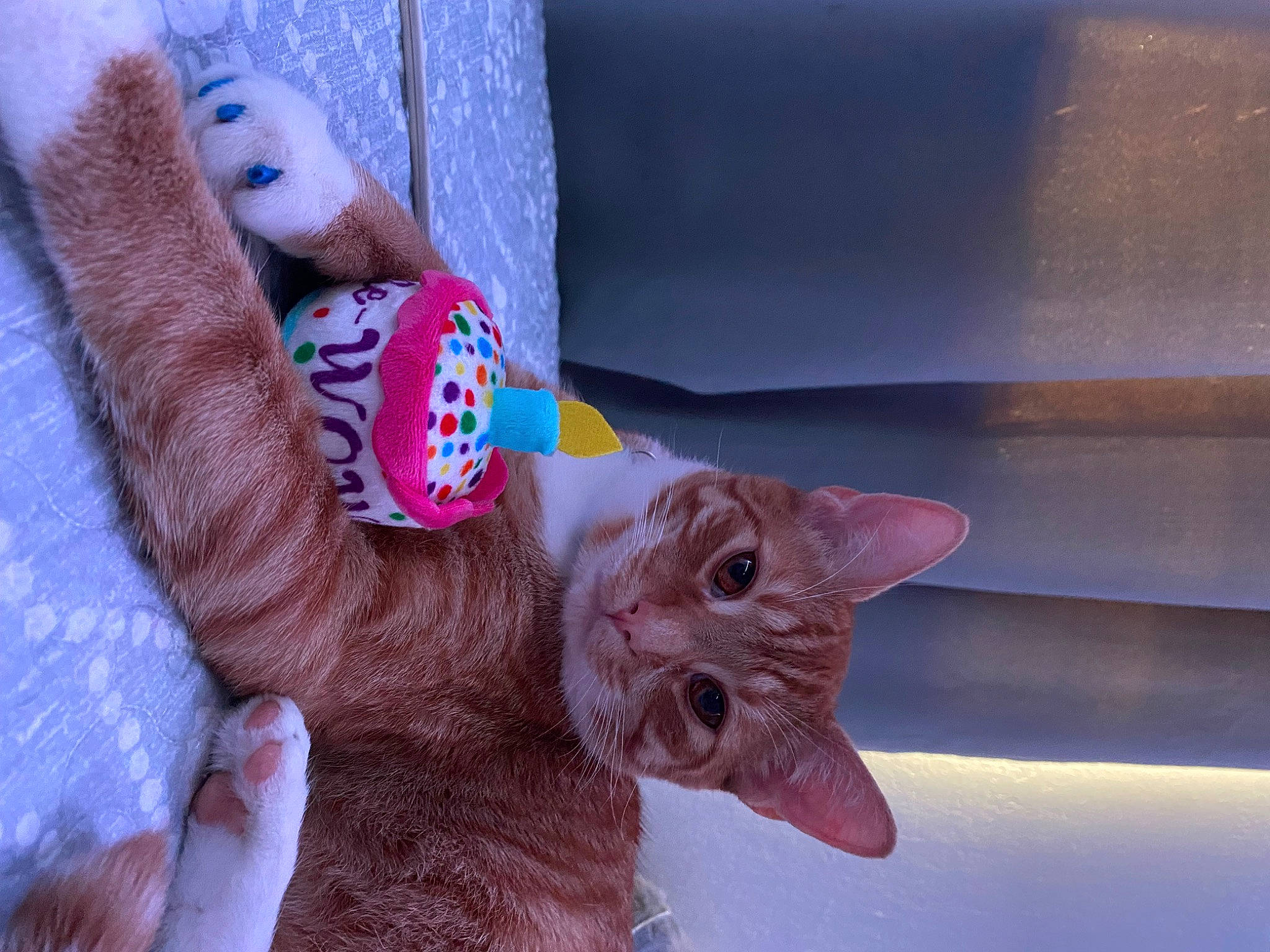 Simba is registered to the contest to win money with this photo: carnivore, cat, domestic_short_haired_cat, fawn, felidae, finger, foot, fur, gesture, hand, human_leg, mammal, nail, small_to_medium_sized_cats, tail, thumb, toe, whiskers, wood, wrist