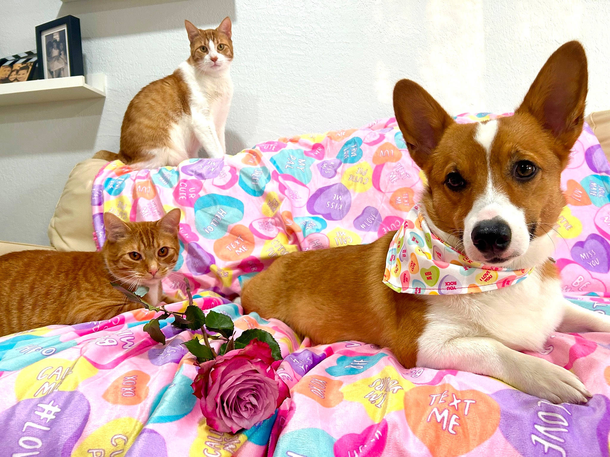 Simba joined the competition — help win amazing prizes! carnivore, cat, cat_supply, comfort, companion_dog, dog, dog_breed, dog_supply, domestic_short_haired_cat, fawn, felidae, fur, linens, paw, pet_supply, shelf, small_to_medium_sized_cats, terrier, toy_dog, whiskers