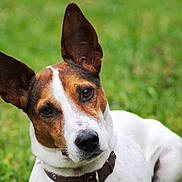 Jackson a rejoint le concours — aidez-le/la à gagner de superbes lots ! dog, canine, pet, ear, brown, white, collar, portrait, head_tilt, outdoor, grass, animal, mammal, cute, friendly, alert, closeup, face, domestic_animal, nature