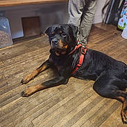 Tripp is registered to the contest to win money with this photo: rottweiler, dog, pet, animal, indoor, wooden_floor, harness, black_and_tan, canine, person, pants, standing, floor, bench, container, domestic, companion, resting, calm, household
